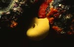 Yellow sponge (Leucetta chagosensis)