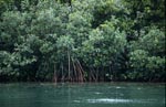 Glorious mangroves at Qarani-Qio River
