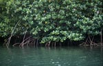 Red Mangrove in the greenish waters of the Qara-ni-Qio River