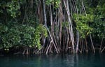 Red Mangrove vegetation at Qarani-Qio River