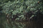 Red Mangrove (Rhizophora mangle L.) 