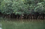Mangrove forest at Qarani-Qio River