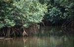 Mangrove forest on a Qara-ni-Qio River side arm