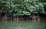 Undurchdringliche Mangroven am Qara-ni-Qio River