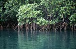Impenetrable mangrove vegetation at Qarani-Qio River