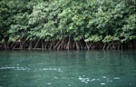 Mangrove vegetation on Qarani-Qio River