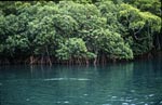 Mangroves in brackish water of the Qara-ni higher river