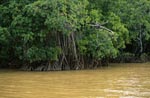 Mangroves in the yellow-Qarani Qio River river water
