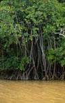 Mangrove thicket on the river after heavy rain