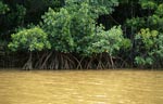 Red Mangrove (Rhizophora mangle L.)