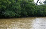 Mangrove landscape on the Qara-ni-Qio River river after rain