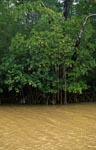 Mangroves in the discolored Yellow River water