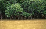 Mangroves along the river bank after heavy rain