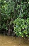 Red Mangroves in brackish water