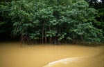 Mangroves on the Qara-ni river after heavy rain