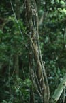 Lianas in the Fiji rainforest