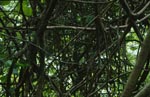 Tangle of lines in Fiji rainforest