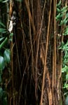 Rubber tree in the Fiji Rainforest