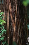 Rubber tree in Fiji rainforest