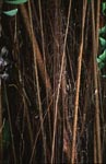 Rubber tree (Ficus elastica)