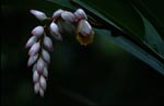 Shell Ginger inflorescence glows from dark surroundings