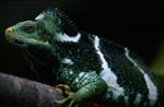 Fiji Crested Iguana portrait