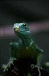 The Fiji crested iguana is one of the rarest animals on Earth