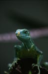 Close-up of Fiji Crested Iguana