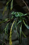 Fiji Crested Iguana in leaves tangle