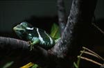 Fiji Crested Iguana in the fork of a branch