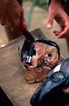 Fish heads are equipped with acoustic transmitters
