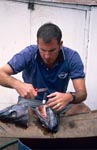 Dr. Juerg Brunnschweiler at work at a fish head