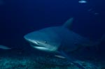 A bull shark comes from the blue depth