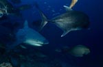 Bull Shark with Giant Trevally and surgeon fish 