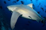 Powerful Bull shark on the reef