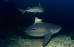 Two bull sharks on the reef edge