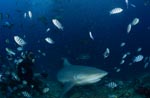 Bull Shark with diver