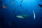 Bull Shark and many other fish species