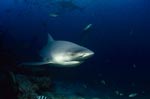 Highly concentrated Bull Shark