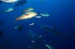 Bull sharks in front of the Coral Reef