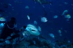 Bull shark takes fish bait with transmitter