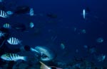 Bull Shark with colorful reef fishes