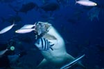 Bull shark snaps after the fish head