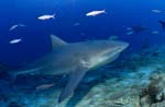 Bull shark comes from blue depth