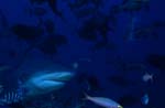 Bull shark comes from the dark water