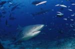 Bull shark has reachedrk the Shark Reef