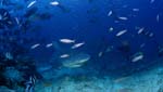 Bullenhai kommt aus dem tiefen Wasser zum Shark Reef