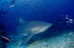 Bull shark swims along the reef