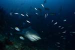 Bull shark comes from the blue depths