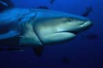 Bull shark (Carcharhinus leucas)